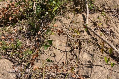 Landejendom i El Perello, Tarragona, El Perello - € 36.000 | Ref: Finca Montanas - foto 31